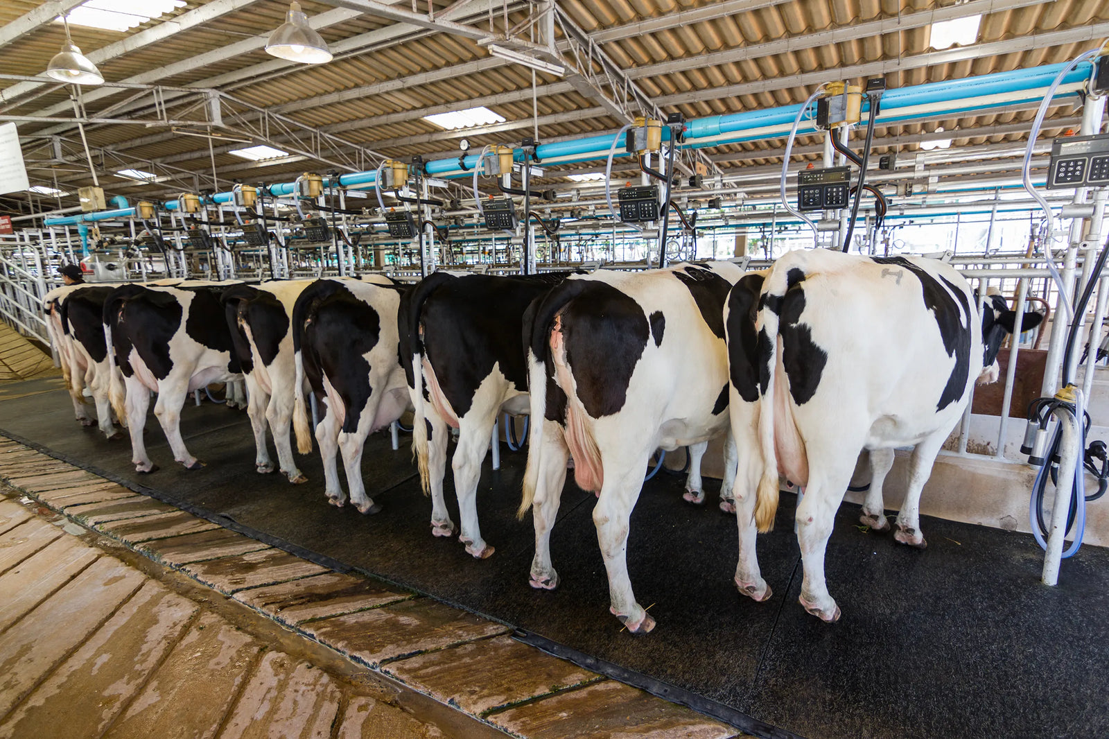 Farm Live stock - Agriculture insurance claims